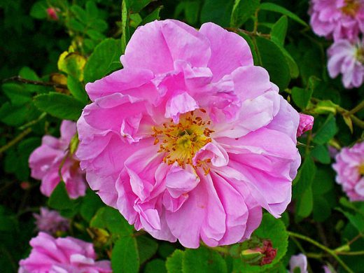 Rosa damascena © H. Zell WikiMediaCommons