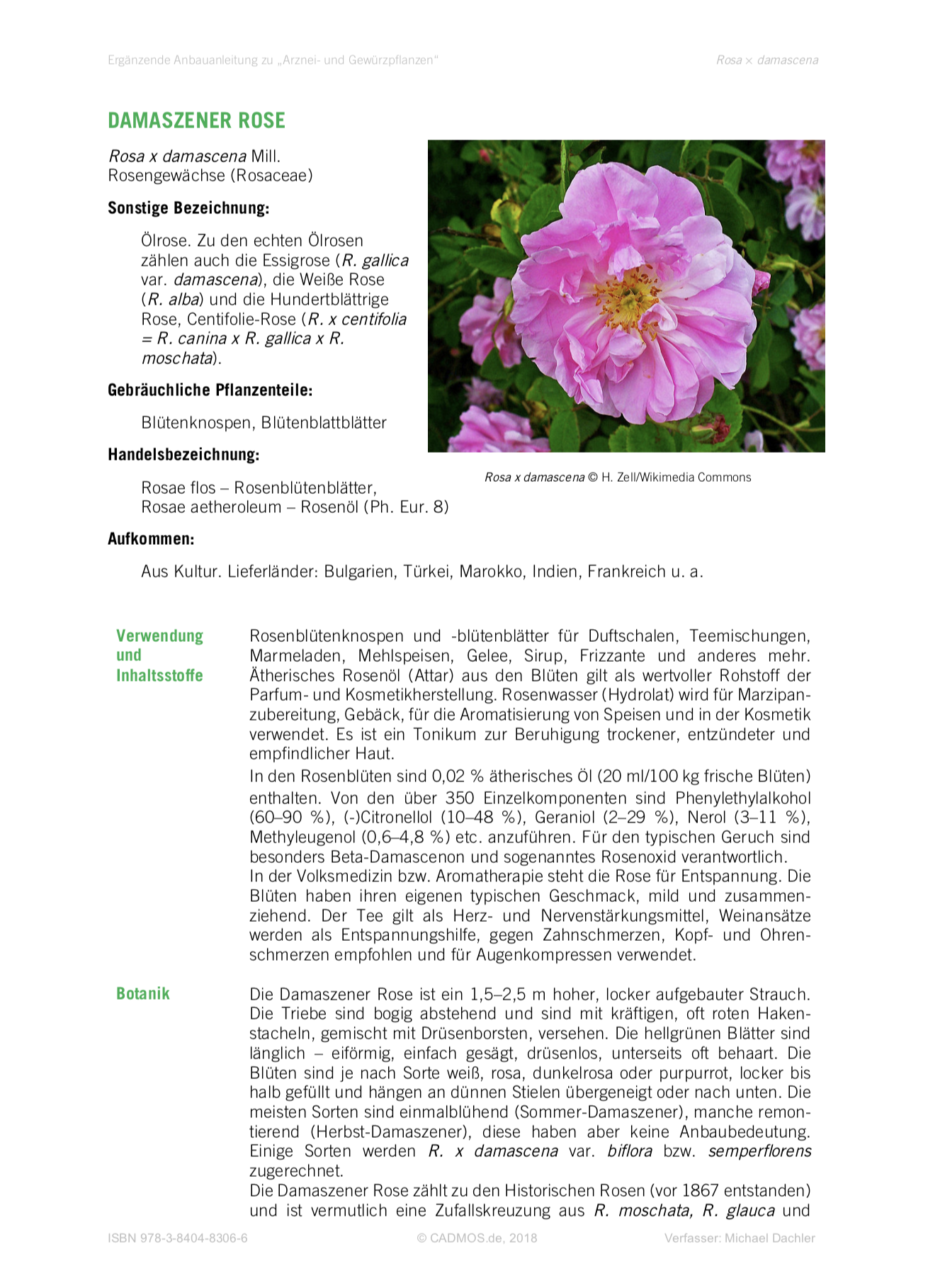 Anbauanleitung Damaszener-Rose (Rosa x damascena)